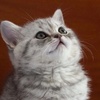 Meow ❤️のアイコン