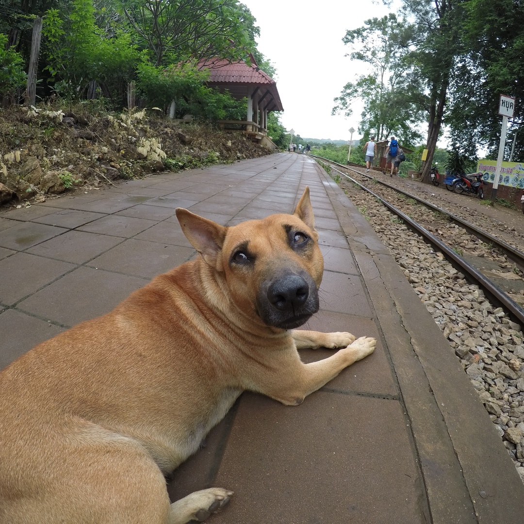 タイ名物細い犬 Tiktok Profile