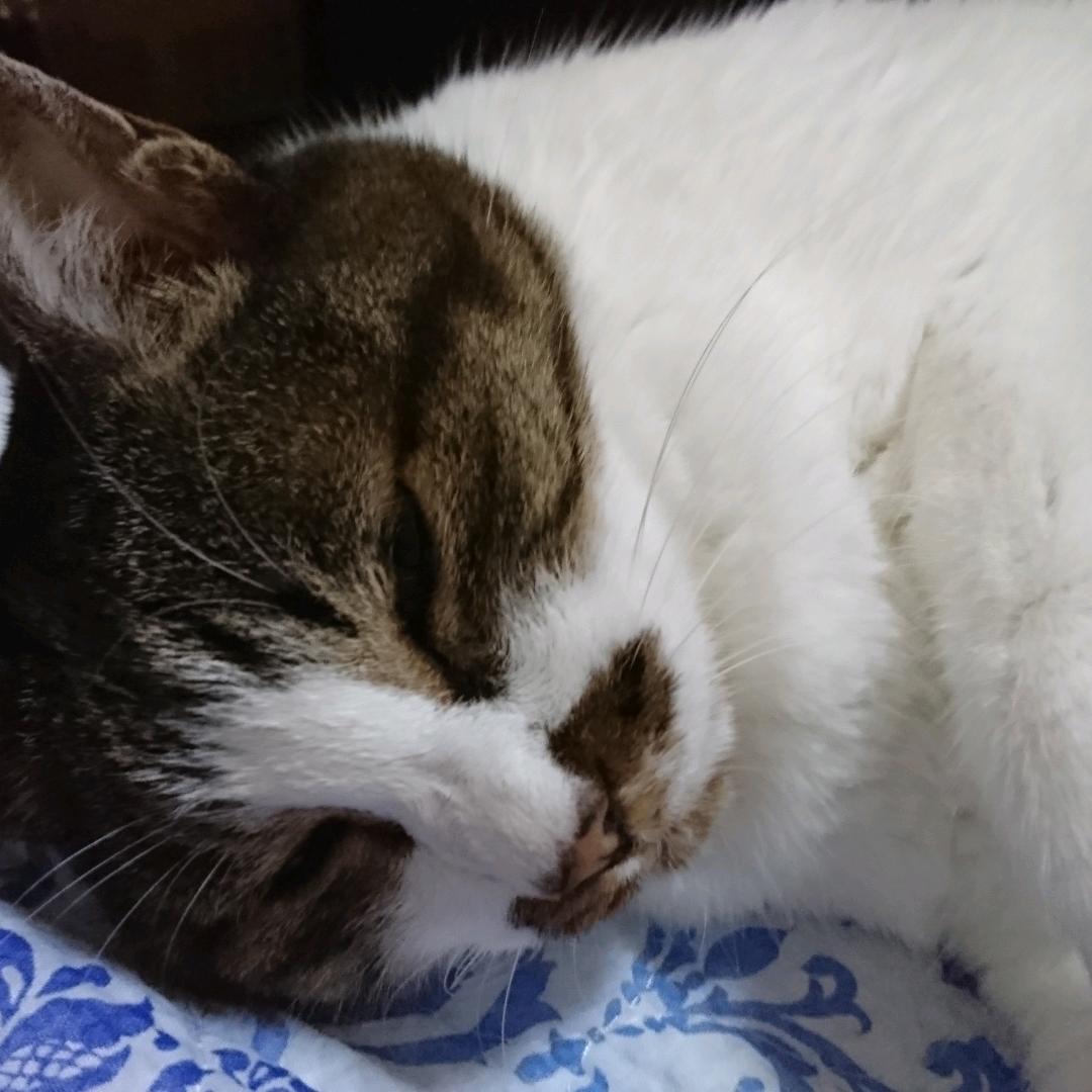 まゆりん Tiktok Profile