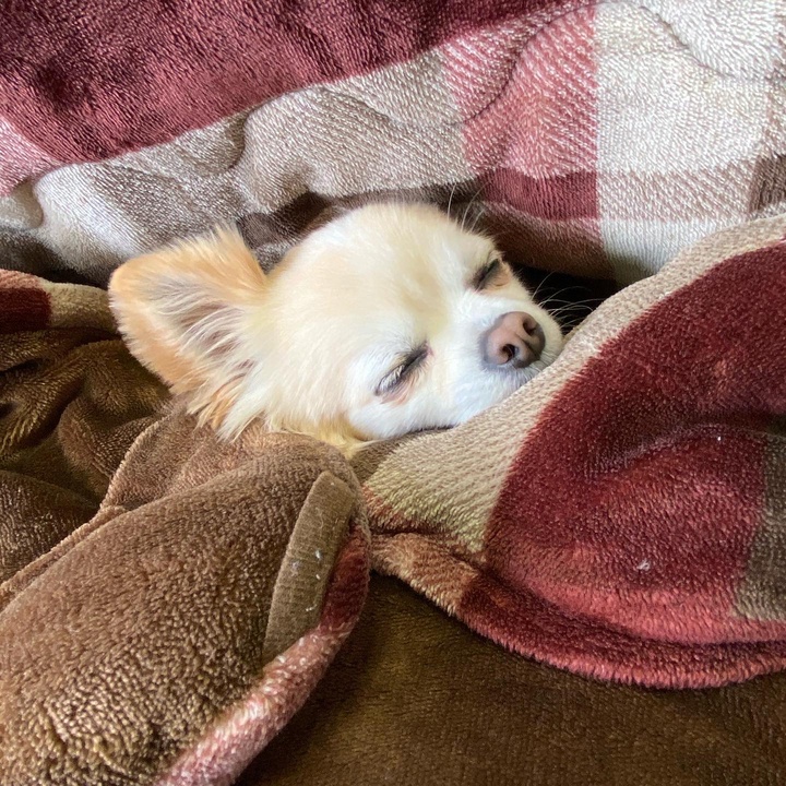 私の正月 ガキ使 名言 理事長 おすすめのりたい aaron Tiktok Video