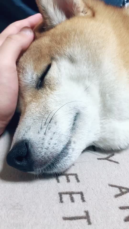 あんにゃ Usaringaru0302 Sa Tiktok 頭ポンポンしてたら寝てしまいました 柴犬 犬 おねんね 甘えんぼ