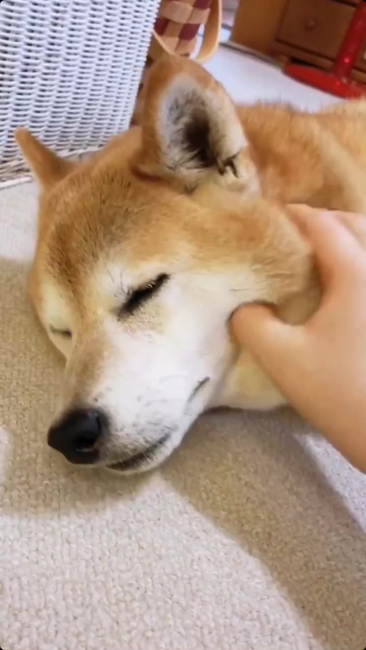 爆笑動物園 動物のおもしろい瞬間を投稿しよう 動物園で撮影したり 自宅でペットを撮影してね ヒント 縦型全画面で投稿 爆笑動物園 のハッシュタグをつける Instagramにシェアの際は Tiktok Japanをメンションしてください Tiktok Challenge