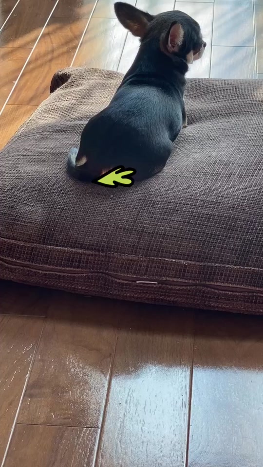 もんちゃん ゴルフ Nochinkun On Tiktok ちわわ チワワ ちわわ親バカ 犬 犬のいる暮らし おなら 効果音