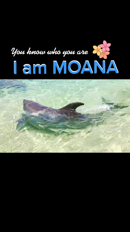 little big toys moana