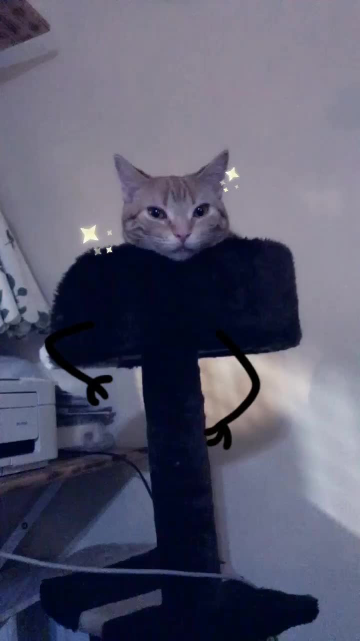 茶トラ猫のいちごちゃん Ichigo 0125 On Tiktok キャットタワーの上でくつろぐいちご 日常をtikる うちの猫 ねこ 猫 愛猫 茶トラ かわいい 子猫 キャットタワー