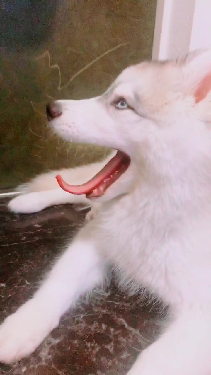 シベリアンハスキー イケメン 子犬 オッドアイ 綺麗な目 Sakuramochi8 Tiktok Video