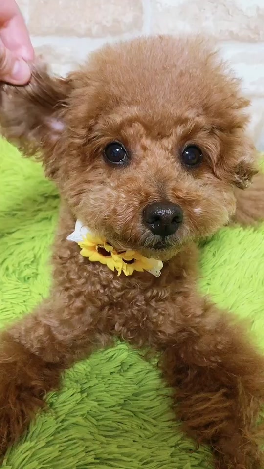 チャッピーたん Chappytan On Tiktok どうしてこんな事になった