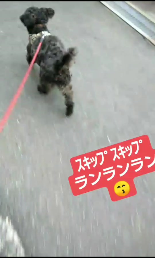 犬散歩 ご機嫌 スキップ出来たよ Mario 0402 Tiktok Video