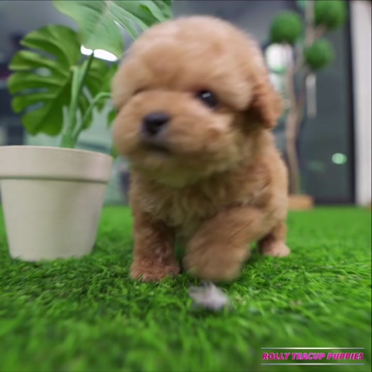rolly teacup köpek fiyatları